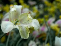 OrMa Tulipani03